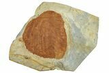 Fossil Leaf (Davidia) - Montana #262768-1